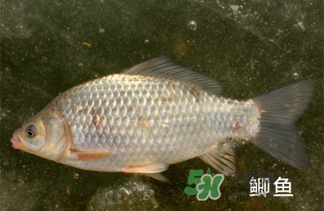 鰣魚(yú)和響魚(yú)是兩種魚(yú)嗎？鰣魚(yú)和鯽魚(yú)的區(qū)別