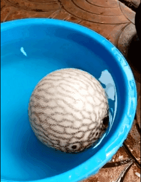 河豚魚(yú)多少錢(qián)一斤？河豚為什么會(huì)鼓起來(lái)