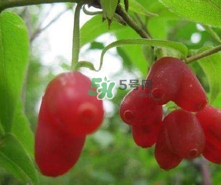 杈杷果能放時(shí)間長(zhǎng)嗎？杈杷果怎么保存？