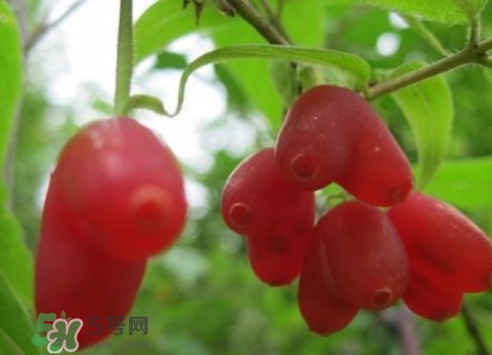 杈杷果能放時(shí)間長(zhǎng)嗎？杈杷果怎么保存？