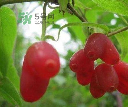杈杷果多少錢一斤？杈杷果價格表