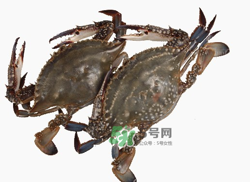 梭子蟹一只大概多重？梭子蟹一斤一般幾只？