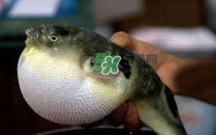 河鲀可以養(yǎng)嗎？河鲀有毒為什么還要吃