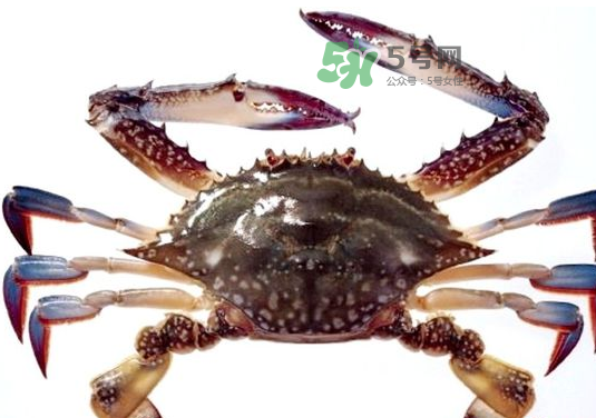 梭子蟹一只大概多重？梭子蟹一斤一般幾只？