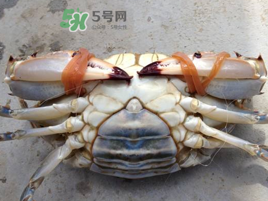 飛蟹可以冷凍嗎？飛蟹能冷凍保存嗎？