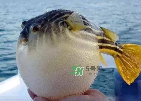 河豚魚(yú)多少錢(qián)一斤？河豚為什么會(huì)鼓起來(lái)