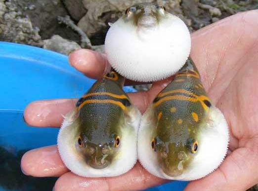 河豚魚(yú)怎么吃？河豚魚(yú)怎么去毒