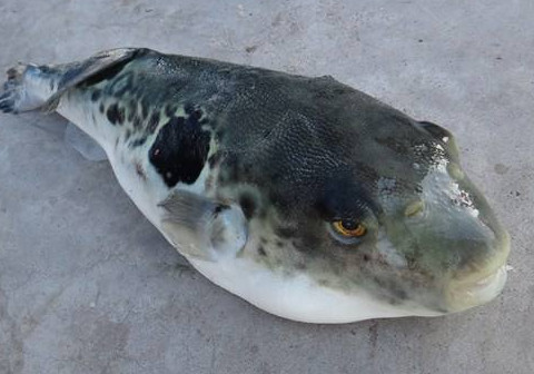 河豚魚(yú)怎么吃？河豚魚(yú)怎么去毒