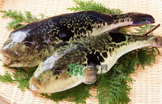 河豚魚是海鮮嗎？河豚魚是淡水魚嗎