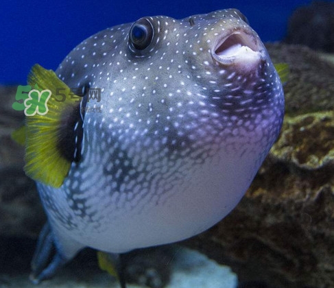 河豚魚是發(fā)物嗎？河豚魚為什么有毒