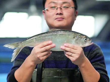 鰣魚是海魚還是淡水魚？鰣魚是發(fā)物嗎
