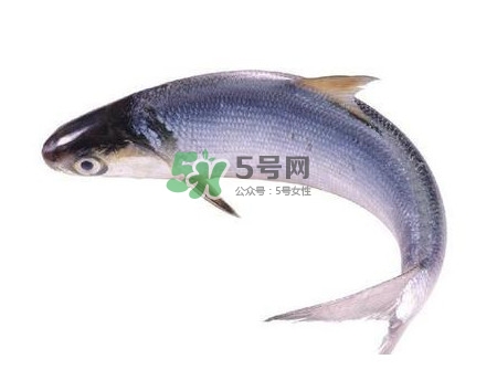 鰣魚刺多嗎？鰣魚可以養(yǎng)殖嗎