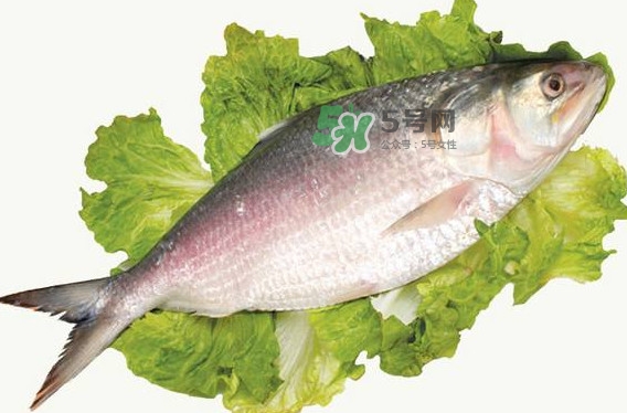 鰣魚(yú)孕婦能吃嗎？孕婦可以吃鰣魚(yú)嗎