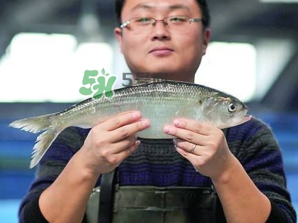 鰣魚與香魚怎么區(qū)分？鰣魚與香魚的區(qū)別