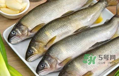 鰣魚與香魚怎么區(qū)分？鰣魚與香魚的區(qū)別