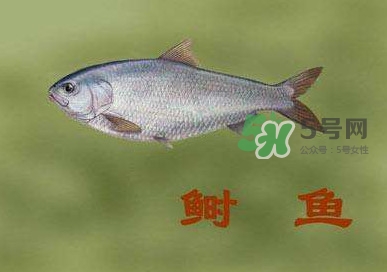 鰣魚(yú)和響魚(yú)是兩種魚(yú)嗎？鰣魚(yú)和鯽魚(yú)的區(qū)別