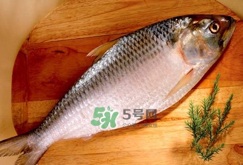 鰣魚怎么做好吃？鰣魚怎么處理
