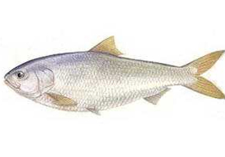 鰣魚和響魚是兩種魚嗎？鰣魚和鯽魚的區(qū)別