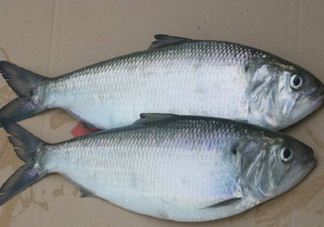 鰣魚什么時候最好吃？長江鰣魚什么上市