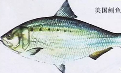 為什么吃清蒸海鰣魚都是半條？鰣魚有什么營養(yǎng)價值