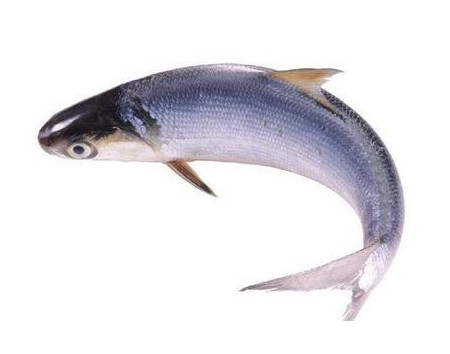 為什么吃清蒸海鰣魚都是半條？鰣魚有什么營養(yǎng)價值