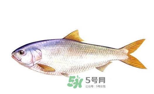 鰣魚的魚鱗能吃嗎？鰣魚為什么不去魚鱗
