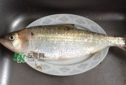 鰣魚怎么讀？鰣魚是什么魚