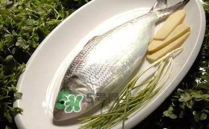 鰣魚的魚鱗能吃嗎？鰣魚為什么不去魚鱗