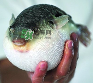 鰣魚和刀魚哪個貴？長江三鮮哪個最貴