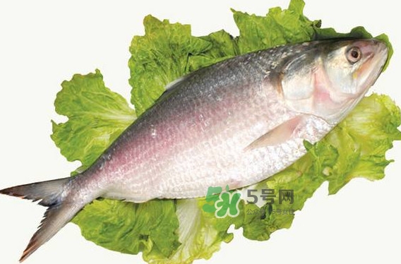 鰣魚什么時候最好吃？長江鰣魚什么上市