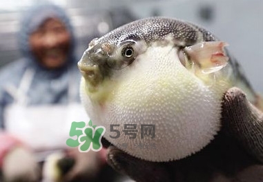 河豚魚是發(fā)物嗎？河豚魚為什么有毒