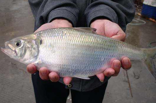 鰣魚是海魚還是淡水魚？鰣魚是發(fā)物嗎