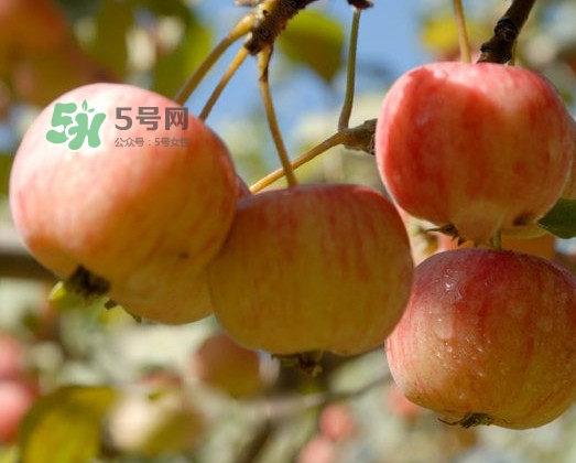海棠果能直接吃嗎？海棠果可以吃嗎