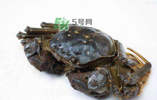 大閘蟹能活多久？大閘蟹可以活多久？