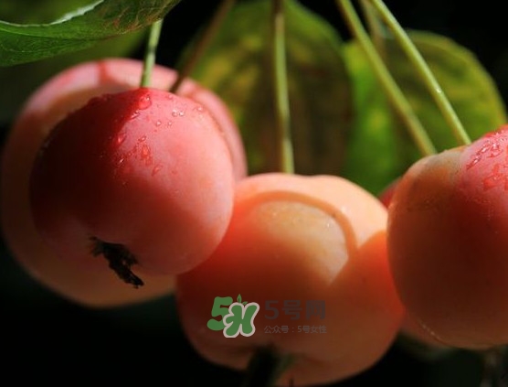 海棠果什么時候成熟？海棠果幾月份成熟