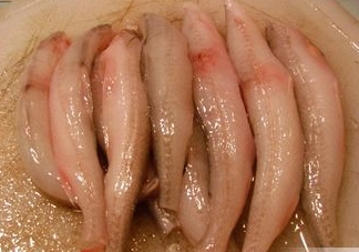 龍頭魚有刺嗎？龍頭魚有魚鱗嗎