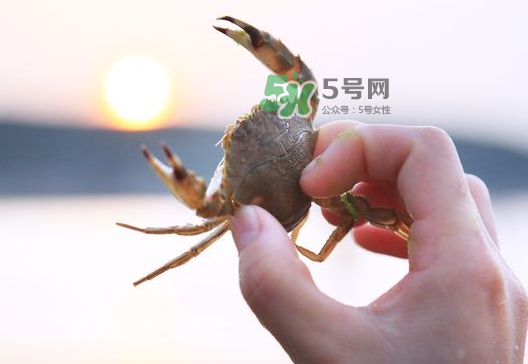 海螃蟹能冷凍保存嗎？海螃蟹放冰箱冷凍嗎？