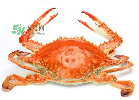 ?花蟹可以放冰箱嗎？花蟹怎么保存才新鮮？
