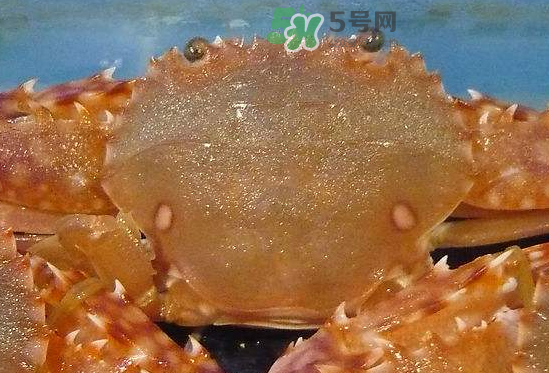 ?花蟹可以放冰箱嗎？花蟹怎么保存才新鮮？