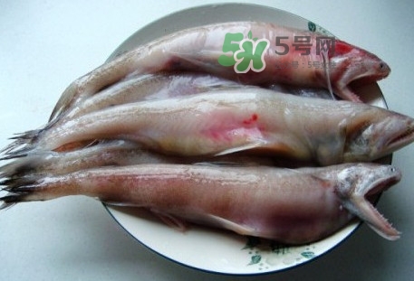 龍頭魚是什么魚？龍頭魚多少錢一斤？