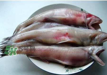 龍頭魚可以冷凍嗎？龍頭魚怎么保存
