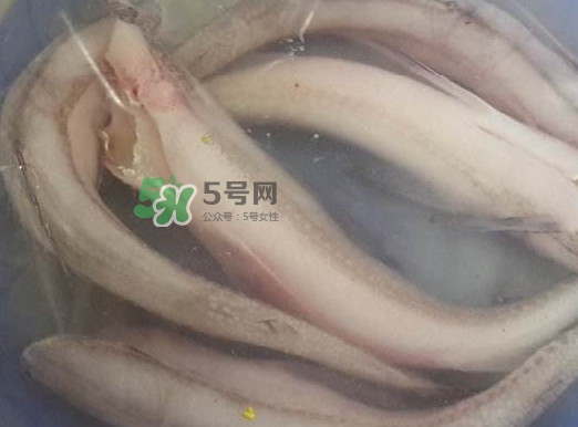 買龍頭魚怎么挑選？冰凍龍頭魚怎么去內(nèi)臟