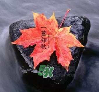 立秋后是不是早晚天氣涼？立秋后天氣有什么變化？