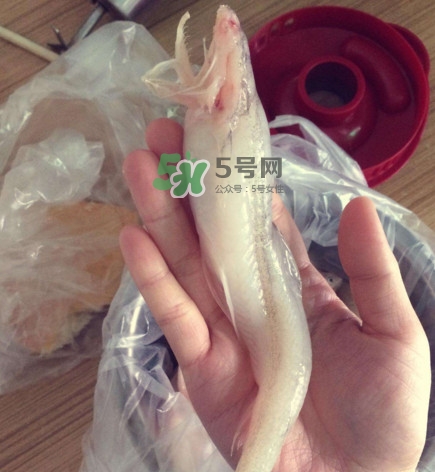 海鮮水潺孕婦可以吃嗎？水潺魚的營養(yǎng)價值
