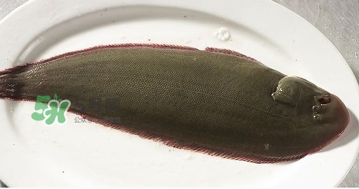 龍利魚多少錢一斤？龍利魚是什么魚
