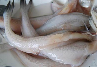 龍頭魚怎么殺？龍頭魚怎么處理？