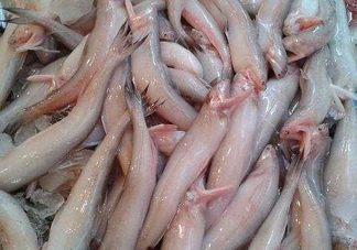 龍頭魚為什么有甲醛？龍頭魚為什么叫龍頭魚