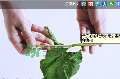 南瓜苗怎么做好吃？南瓜苗怎么撕？