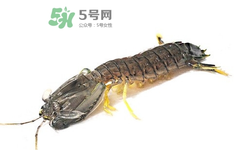 蝦蛄蝦殼怎么剝才好？蝦蛄怎么清洗