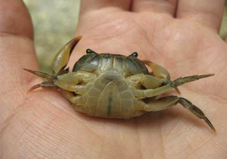 海螃蟹死了還能吃嗎？海螃蟹死了多久還能吃？